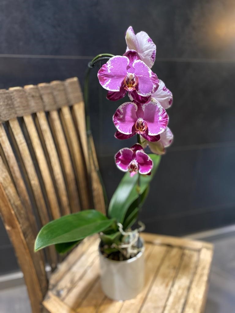 Phalaénopsis picasso – Orchidée fleurs